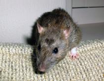 Крыса серая (rattus norvegicus)